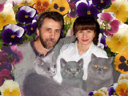 British Shorthair Breeders
