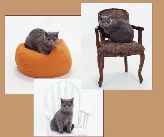 British Blue kitten